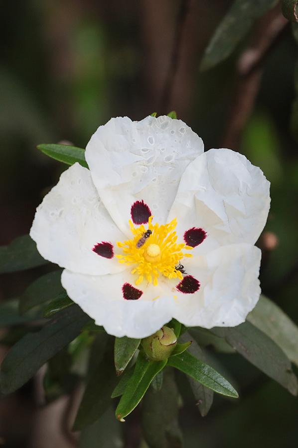 Cistus - zonnerosje